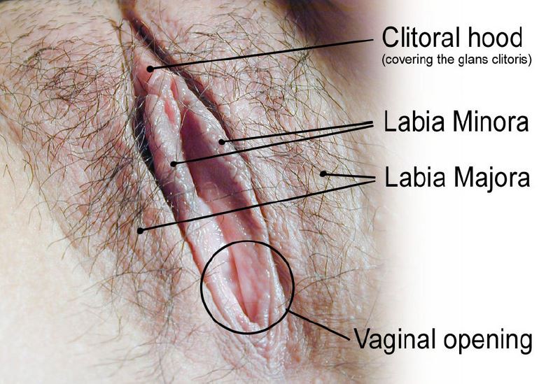 FemaleExternalGenitalia.JPG