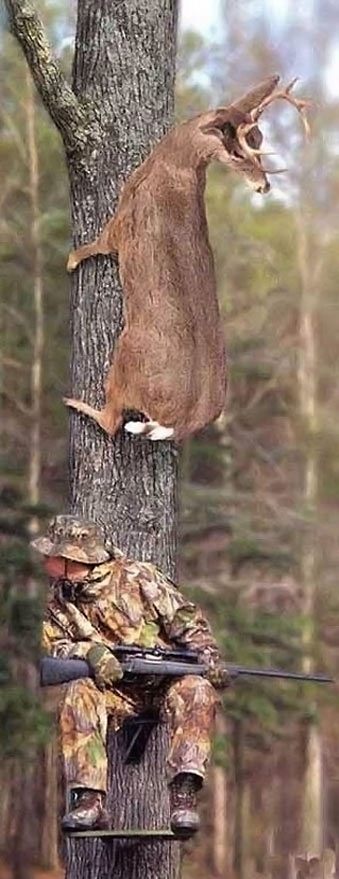 deer-hiding-tree.jpg