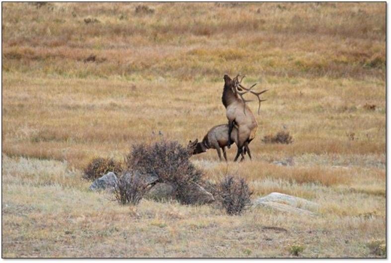 elk.jpg