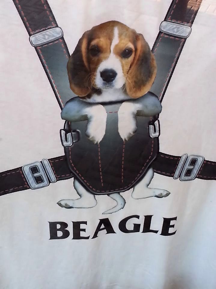 Winston goes to the Beach for  Memorial Day Picture .jpg