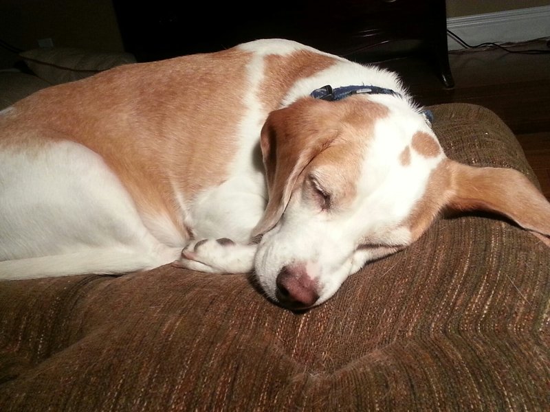 Beagle dreams.....