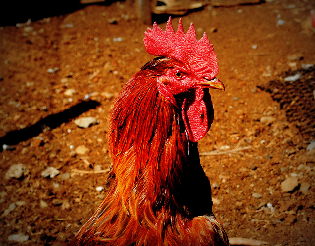 rooster.jpg