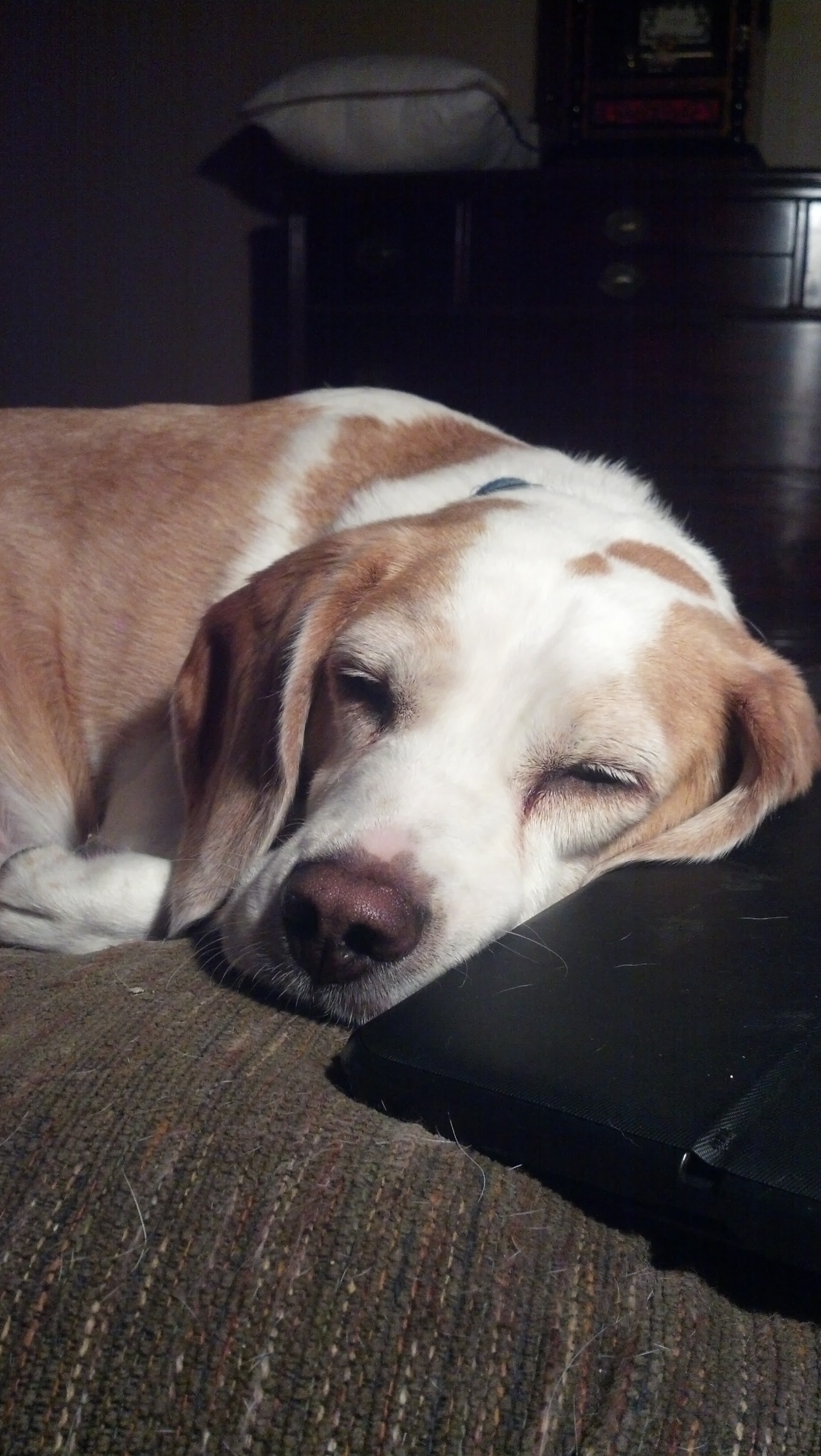 Winston snoozes dreaming of belly scratches.JPG