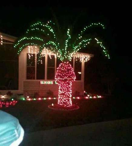 palm.jpg