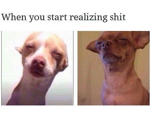 dog realize bOyYr.jpg