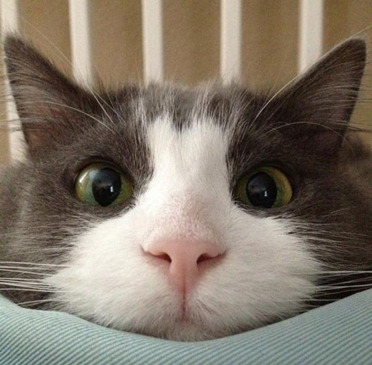 cat-close-up-face.jpg