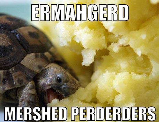 turtle-eating-mashed-potatoes.jpg