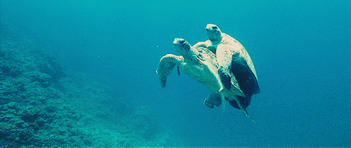 turtle-togetherness.gif
