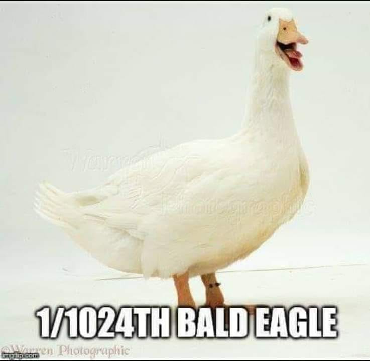 Bald Eagle.jpg