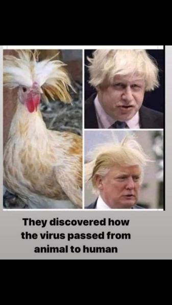 from animal to human.jpg