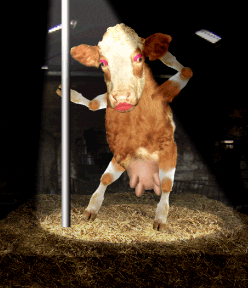 funny_cow_nipples.png